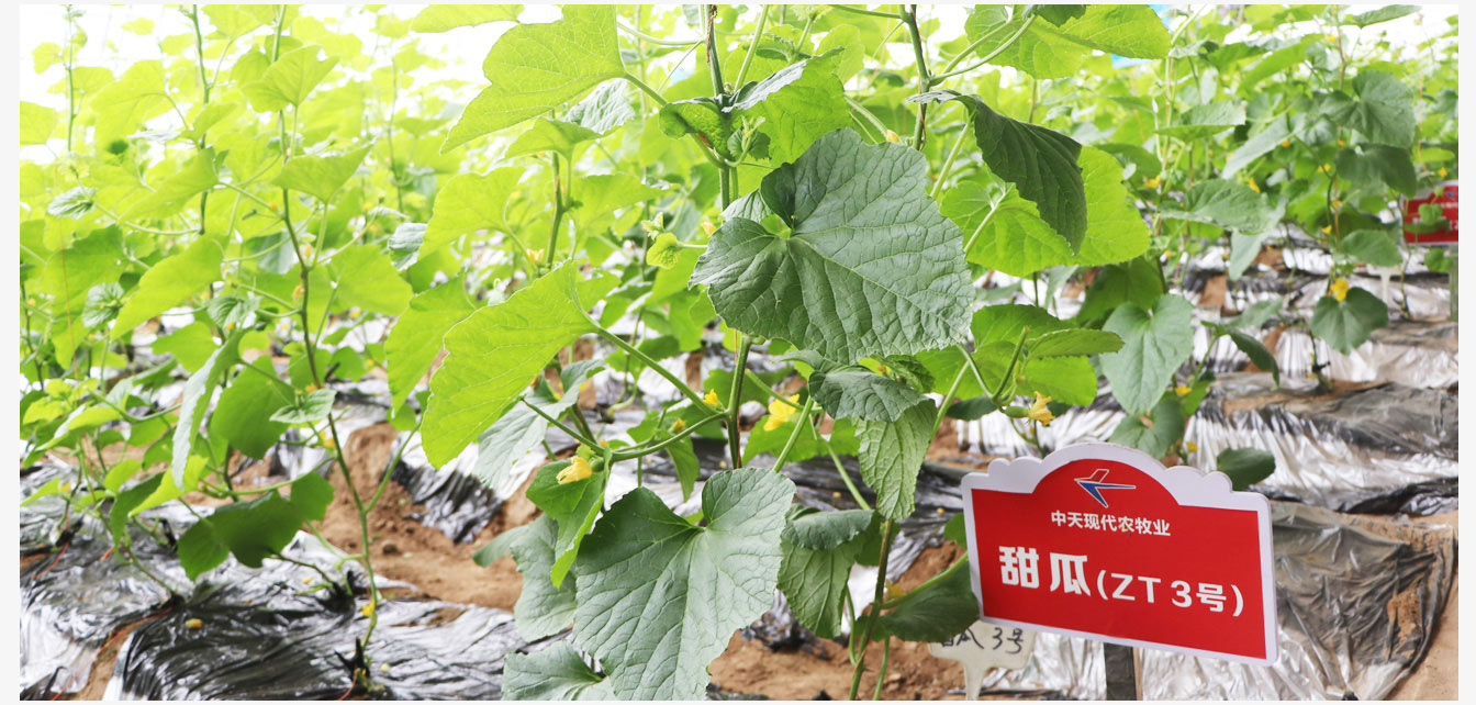 準格爾旗現(xiàn)代智慧設施農(nóng)業(yè)產(chǎn)業(yè)園_21.jpg